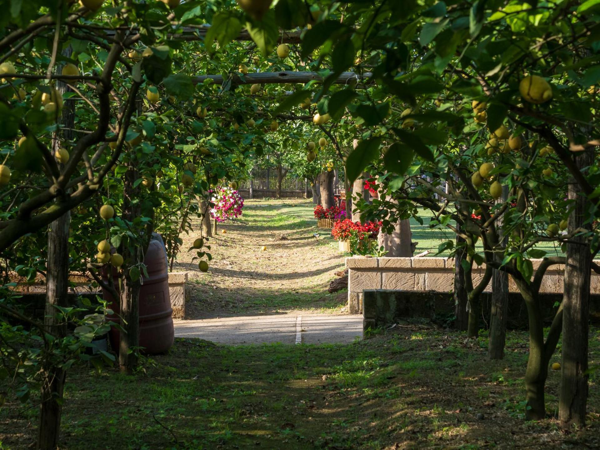 Giardino Di Nonno Lucio - Surrounded By Lemon Tree Villa Piano di Sorrento Exteriör bild